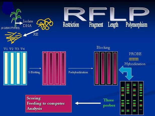 RF analyzer in wireless network testing